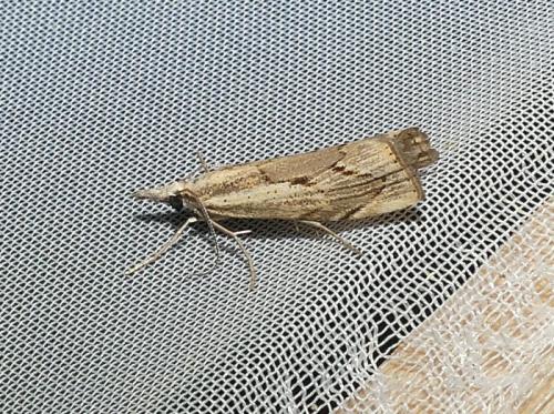 Agriphila geniculea